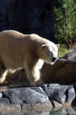 Click To View This Image