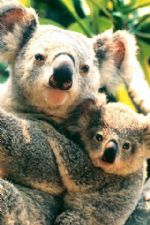 Click To View This Image