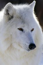 Click To View This Image