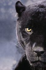 Click To View This Image