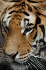 Click To View This Image