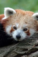 Click To View This Image