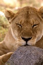 Click To View This Image