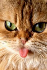 Click To View This Image