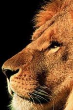 Click To View This Image