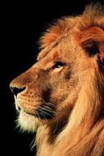 Click To View This Image