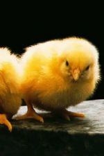 Click To View This Image