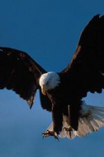 Click To View This Image