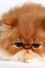 Click To View This Image