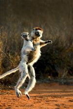 Click To View This Image