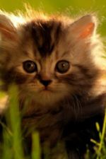 Click To View This Image