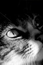 Click To View This Image