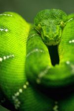 Click To View This Image