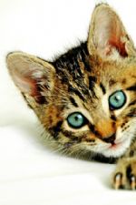 Click To View This Image