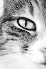 Click To View This Image