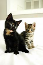 Click To View This Image