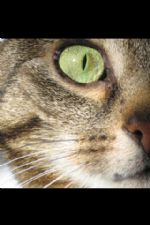 Click To View This Image