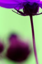 Click To View This Image