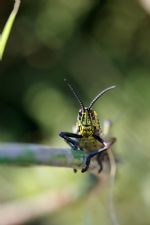 Click To View This Image