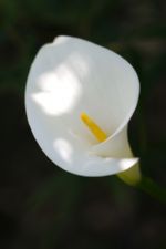 Click To View This Image